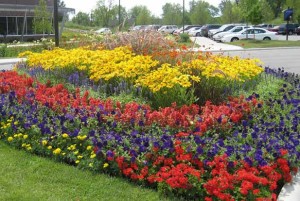 Large annual flower bed design