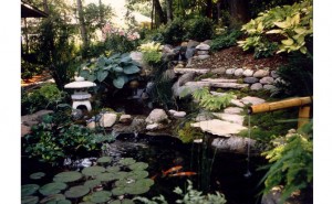 Koi Ponds